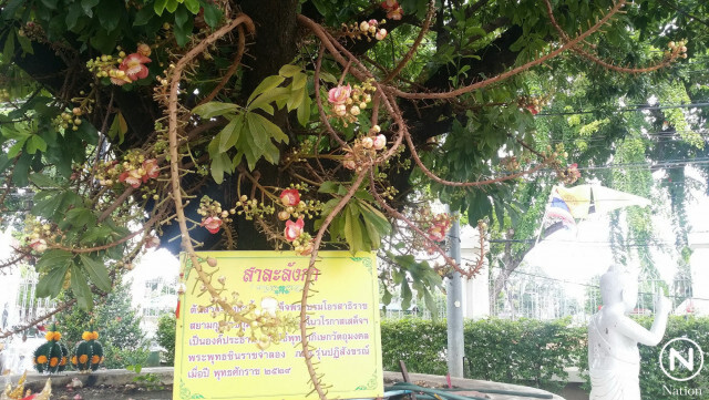 ต้นสาละลังกา ร.10 ทรงปลูกไว้เมื่อ 30 ปีก่อน ออกดอกบานหอมทั่ววัดใหญ่