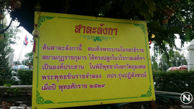 ต้นสาละลังกา ร.10 ทรงปลูกไว้เมื่อ 30 ปีก่อน ออกดอกบานหอมทั่ววัดใหญ่