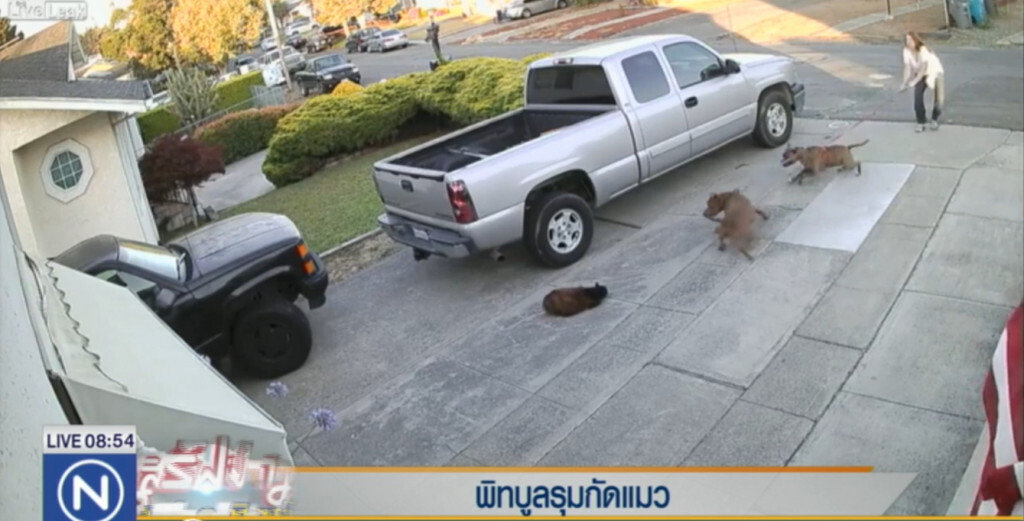 ภาพสุดสะเทือนใจ! "พิทบูล" รุมขย้ำแมว ภาพสุดสะเทือนใจ! "พิทบูล" รุมขย้ำแมว