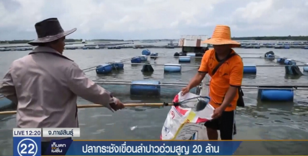 ปลากระชังเขื่อนลำปาว น๊อตน้ำ เกษตรกร 500 ราย เจ๊ง 20 ล้าน ปลากระชังเขื่อนลำปาว น๊อตน้ำ เกษตรกร 500 ราย เจ๊ง 20 ล้าน