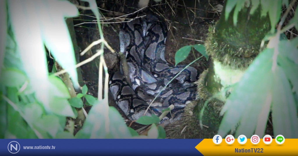 แห่ดูงูเหลือมยักษ์นอนขดในกอไผ่