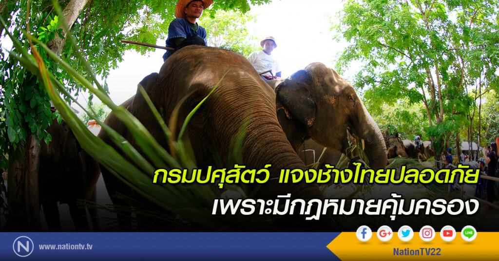 กรมปศุสัตว์ แจงช้างไทยปลอดภัย เพราะมีกฎหมายคุ้มครอง กรมปศุสัตว์ แจงช้างไทยปลอดภัย เพราะมีกฎหมายคุ้มครอง