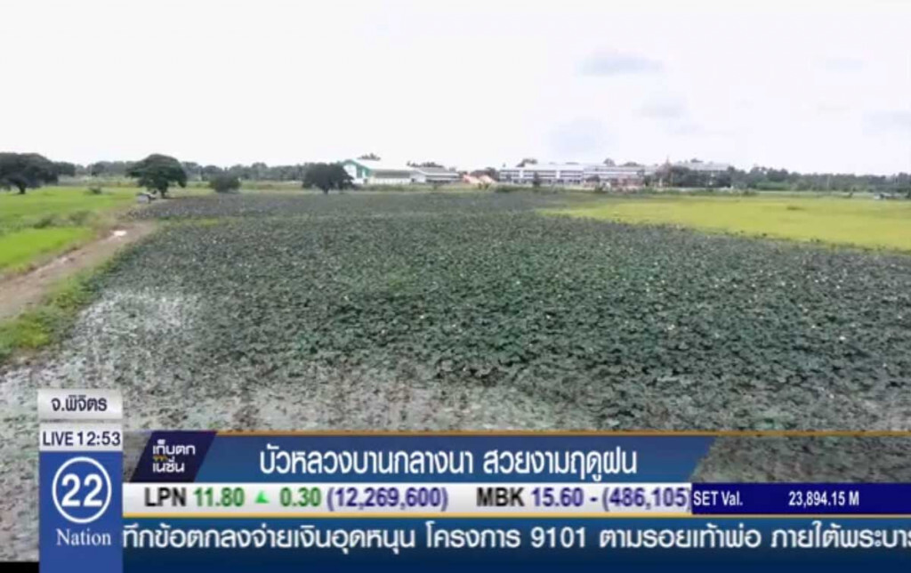 บัวหลวงบานกลางนา สวยงามฤดูฝน บัวหลวงบานกลางนา สวยงามฤดูฝน