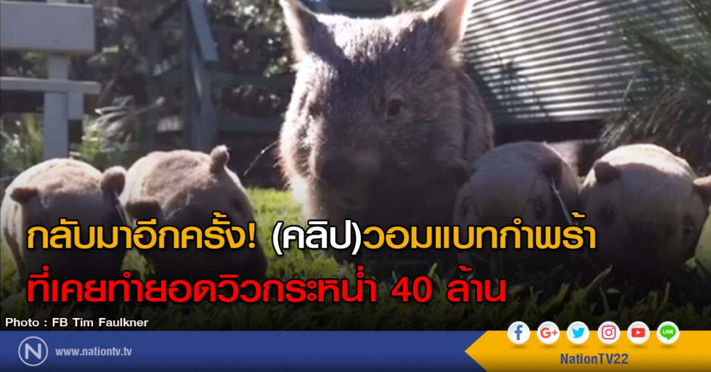 กลับมาอีกครั้ง! (คลิป)วอมแบทกำพร้าที่เคยทำยอดวิวกระหน่ำ 40 ล้าน กลับมาอีกครั้ง! (คลิป)วอมแบทกำพร้าที่เคยทำยอดวิวกระหน่ำ 40 ล้าน