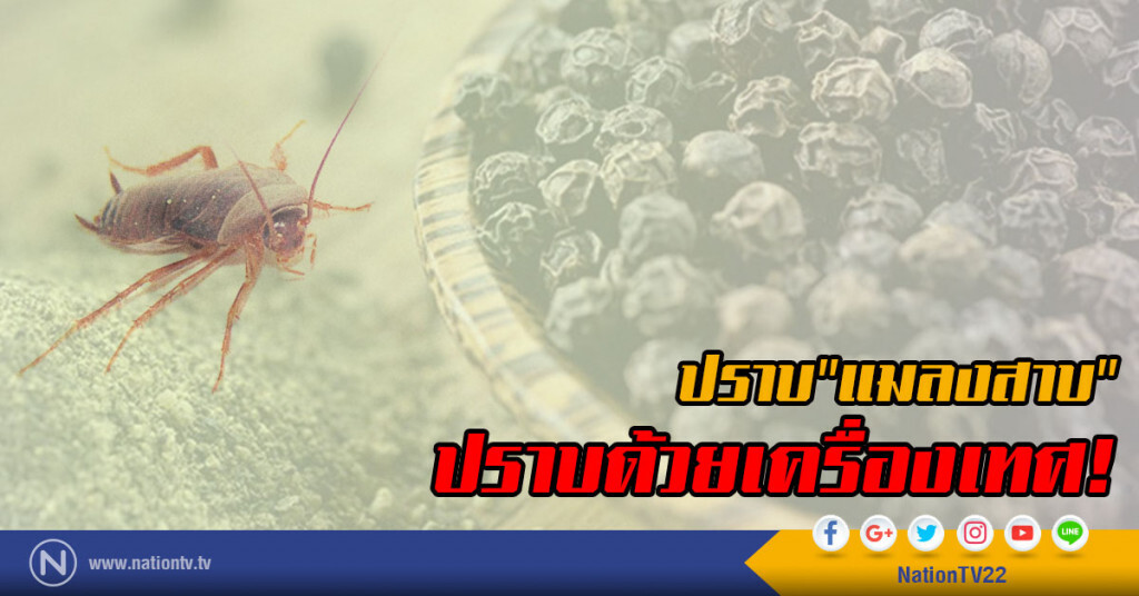 ปราบ"แมลงสาบ"
ปราบด้วยเครื่องเทศ! ปราบ"แมลงสาบ"
ปราบด้วยเครื่องเทศ!