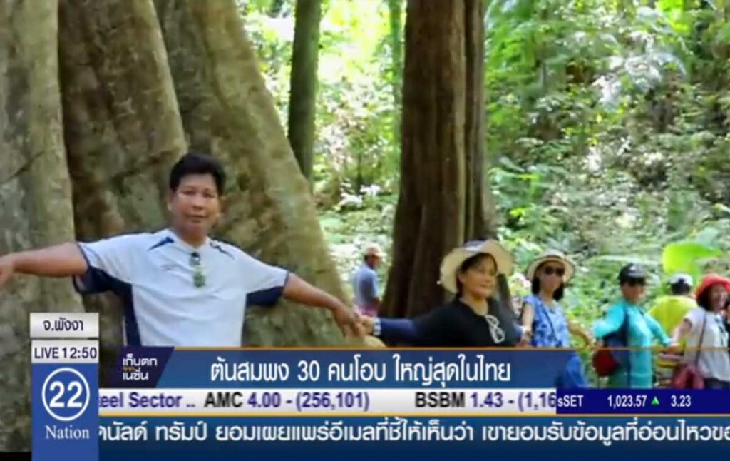 ต้นสมพง 30 คนโอบ ใหญ่สุดในไทย ต้นสมพง 30 คนโอบ ใหญ่สุดในไทย