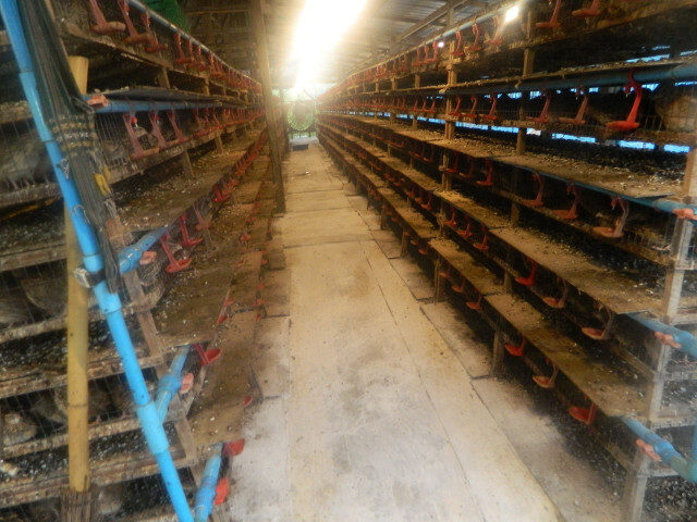 โรงเรือนนกกระทาลอยน้ำ
นวัตกรรมรองรับน้ำท่วม