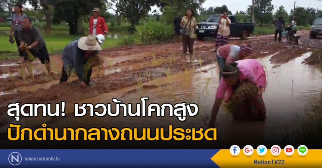 สุดทน! ชาวบ้านโคกสูง ปักดำนากลางถนนประชด