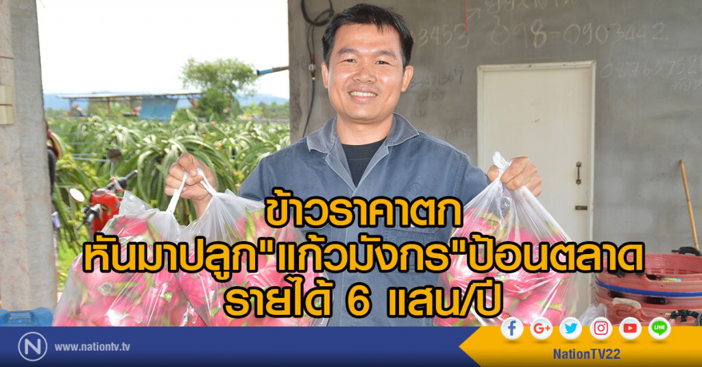 ข้าวราคาตก เกษตรกรหันมาปลูก"แก้วมังกร"ป้อนตลาด
รายได้ 6 แสน/ปี