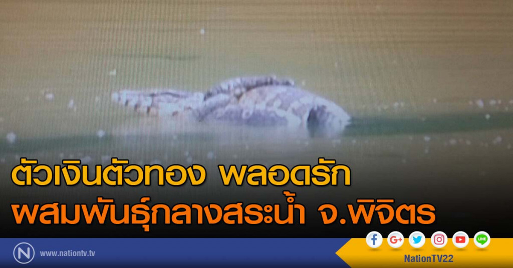 ตัวเงินตัวทอง พลอดรักผสมพันธุ์กลางสระน้ำ จ.พิจิตร ตัวเงินตัวทอง พลอดรักผสมพันธุ์กลางสระน้ำ จ.พิจิตร