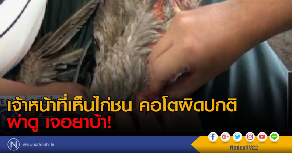 "จนท." เห็นไก่คอโต ผ่าดูเจอยาบ้า