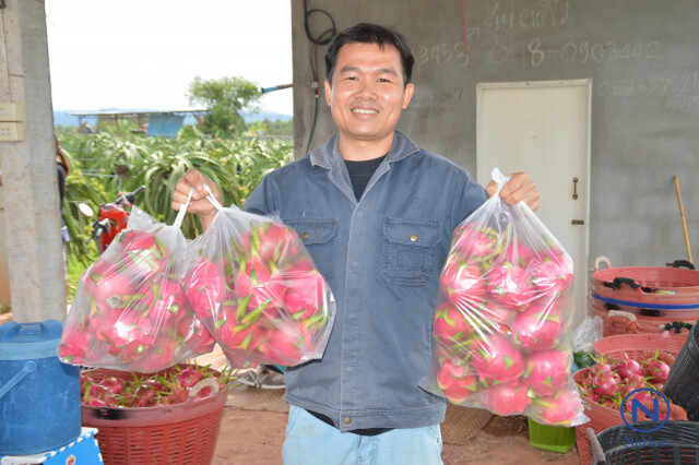 ข้าวราคาตก เกษตรกรหันมาปลูก"แก้วมังกร"ป้อนตลาด
รายได้ 6 แสน/ปี
