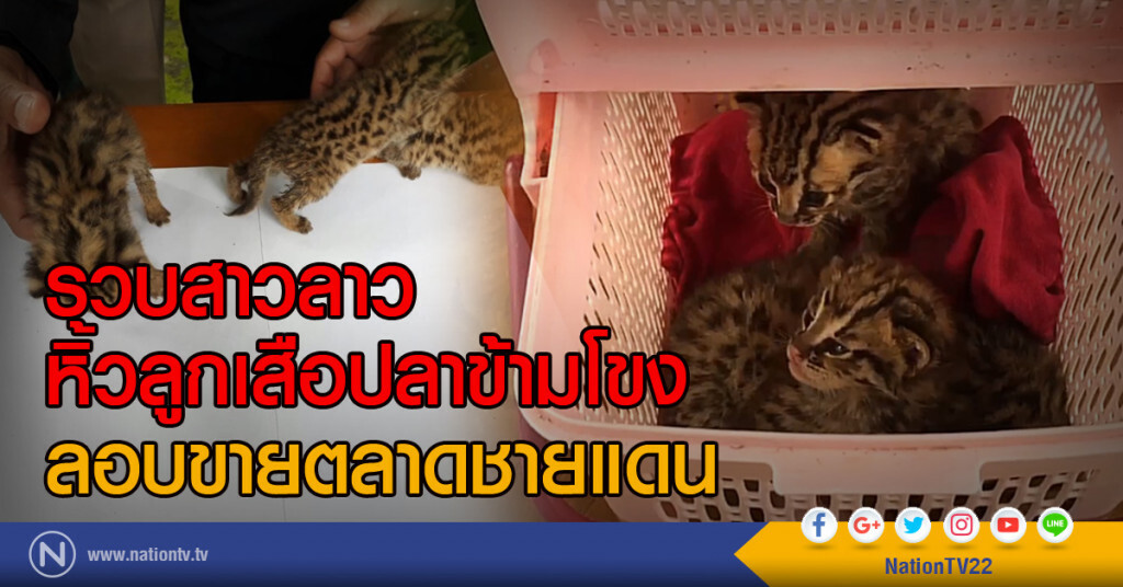 รวบสาวลาว
หิ้วลูกเสือปลาข้ามโขง
ลอบขายตลาดชายแดน