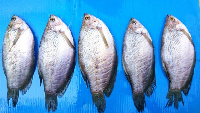 นวัตกรรมใหม่งานวิจัยกรมประมง
เครื่อง"ขอดเกล็ดปลา"
ขอดเกล็ดปลา 25-30 กก.ใน 5 นาที