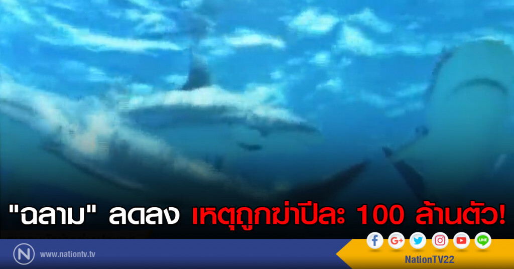 "ฉลาม" ลดลง เหตุถูกฆ่าปีละ 100 ล้านตัว! "ฉลาม" ลดลง เหตุถูกฆ่าปีละ 100 ล้านตัว!