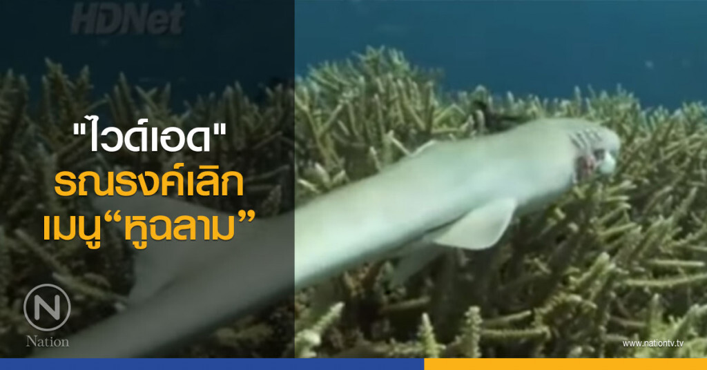 "ไวด์เอด" รณรงค์เลิกเมนูหูฉลาม