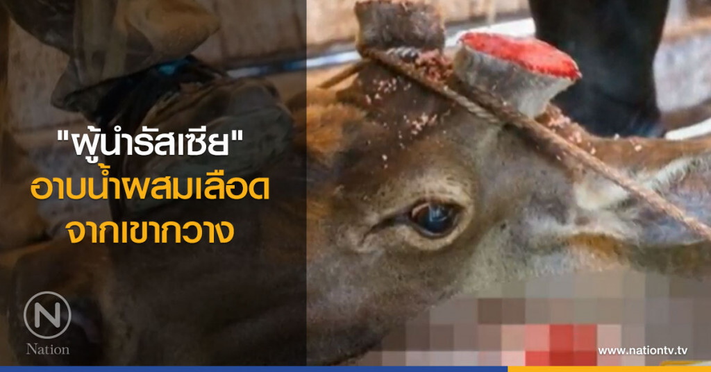 "ผู้นำรัสเซีย" อาบน้ำผสมเลือดจากเขากวาง "ผู้นำรัสเซีย" อาบน้ำผสมเลือดจากเขากวาง