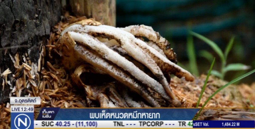พบ "เห็ดหนวดหมึก" หายาก ส่งกลิ่นเหม็นคล้ายซากสัตว์ พบ "เห็ดหนวดหมึก" หายาก ส่งกลิ่นเหม็นคล้ายซากสัตว์