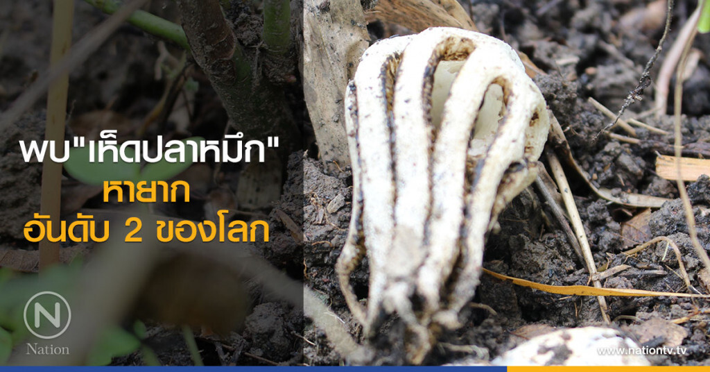 พบเห็ดปลาหมึกหายากอันดับ2ของโลก พบเห็ดปลาหมึกหายากอันดับ2ของโลก