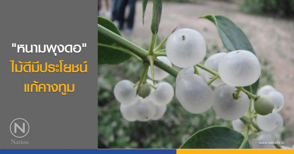 "หนามพุงดอ" ไม้ดีมีประโยชน์ แก้คางทูม "หนามพุงดอ" ไม้ดีมีประโยชน์ แก้คางทูม