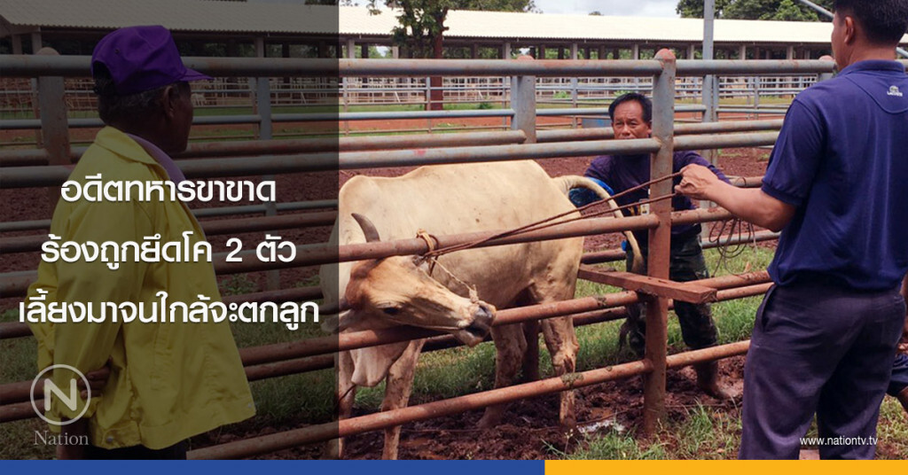 อดีตทหารขาขาด ร้องถูกยึดโค 2 ตัว เลี้ยงมาจนใกล้จะตกลูก