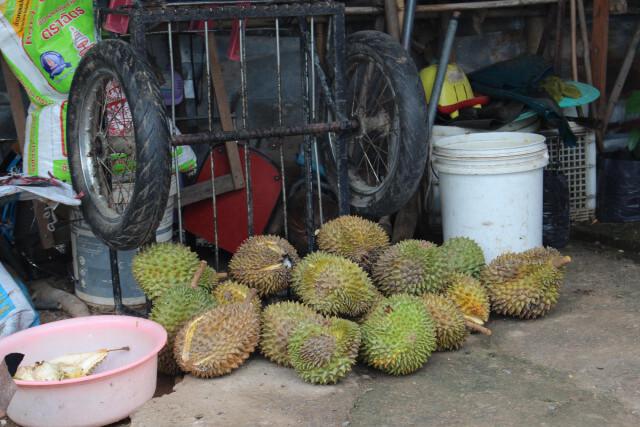 แม่ค้า สุดเซ็ง! โดนขโมยทุเรียนหมอนทอง กว่า 100 กก.