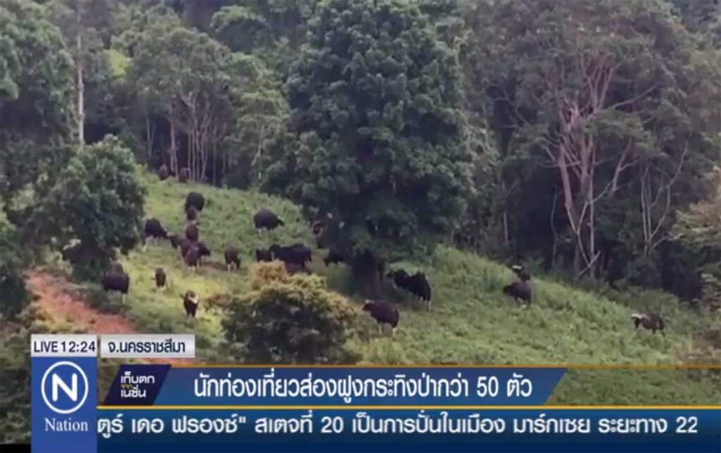 นักท่องเที่ยวแห่ส่องฝูงกระทิงป่ากว่า 50 ตัว นักท่องเที่ยวแห่ส่องฝูงกระทิงป่ากว่า 50 ตัว