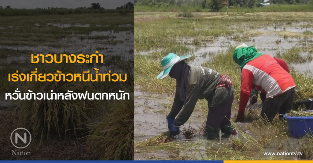ชาวบางระกำ
เร่งเกี่ยวข้าวหนีน้ำท่วม
หวั่นข้าวเน่าหลังฝนตกหนัก