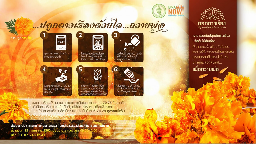 กทม.ชวน ปชช.ปลูกดาวเรืองด้วยใจ... ถวายพ่อ กทม.ชวน ปชช.ปลูกดาวเรืองด้วยใจ... ถวายพ่อ