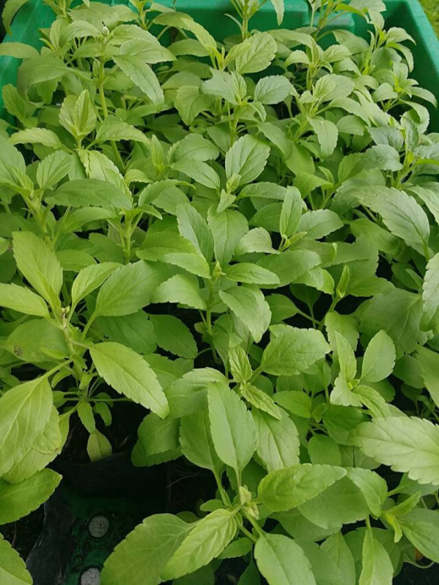 กทม.ชวน ปชช.ปลูกดาวเรืองด้วยใจ... ถวายพ่อ