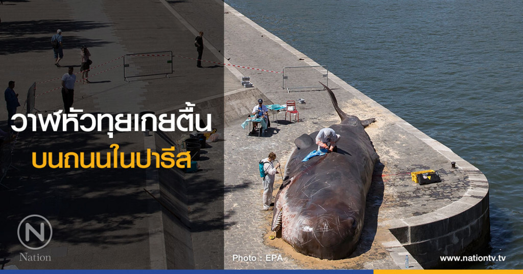 วาฬหัวทุยเกยตื้น บนถนนในปารีส วาฬหัวทุยเกยตื้น บนถนนในปารีส