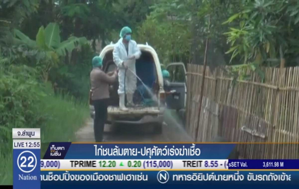 ไก่ชนลำพูนล้มตาย ปศุสัตว์เร่งฆ่าเชื้อ ไก่ชนลำพูนล้มตาย ปศุสัตว์เร่งฆ่าเชื้อ