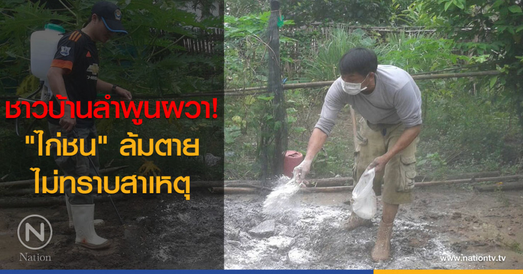 ชาวบ้านลำพูนผวา! "ไก่ชน" ล้มตายไม่ทราบสาเหตุ