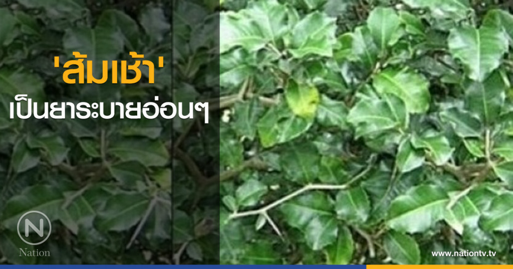 'ส้มเช้า' เป็นยาระบายอ่อน ๆ 'ส้มเช้า' เป็นยาระบายอ่อน ๆ