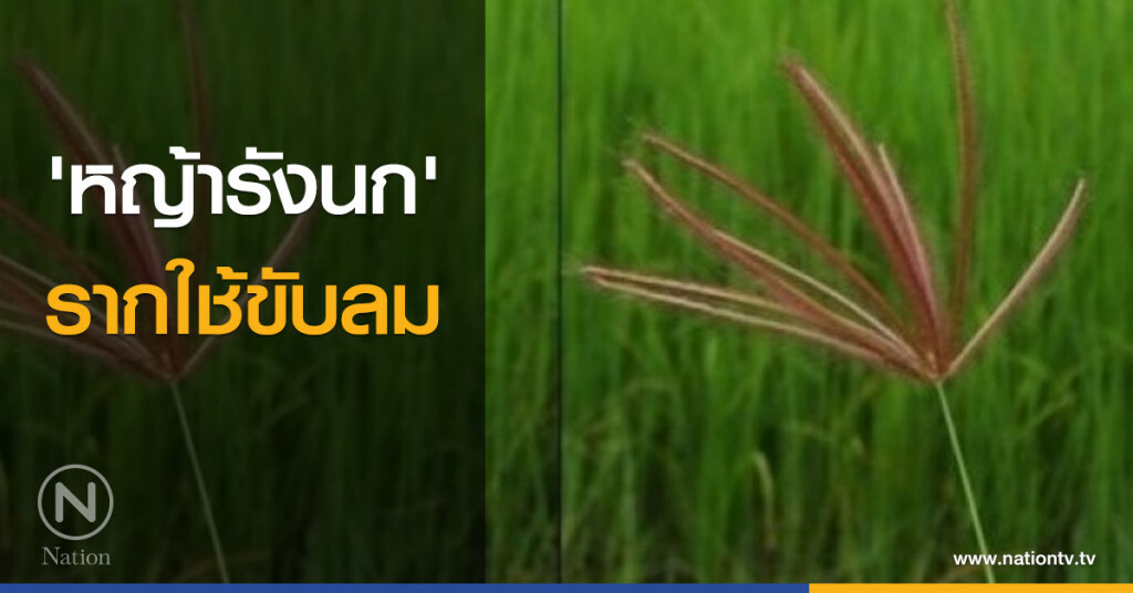 'หญ้ารังนก' รากใช้ขับลม 'หญ้ารังนก' รากใช้ขับลม