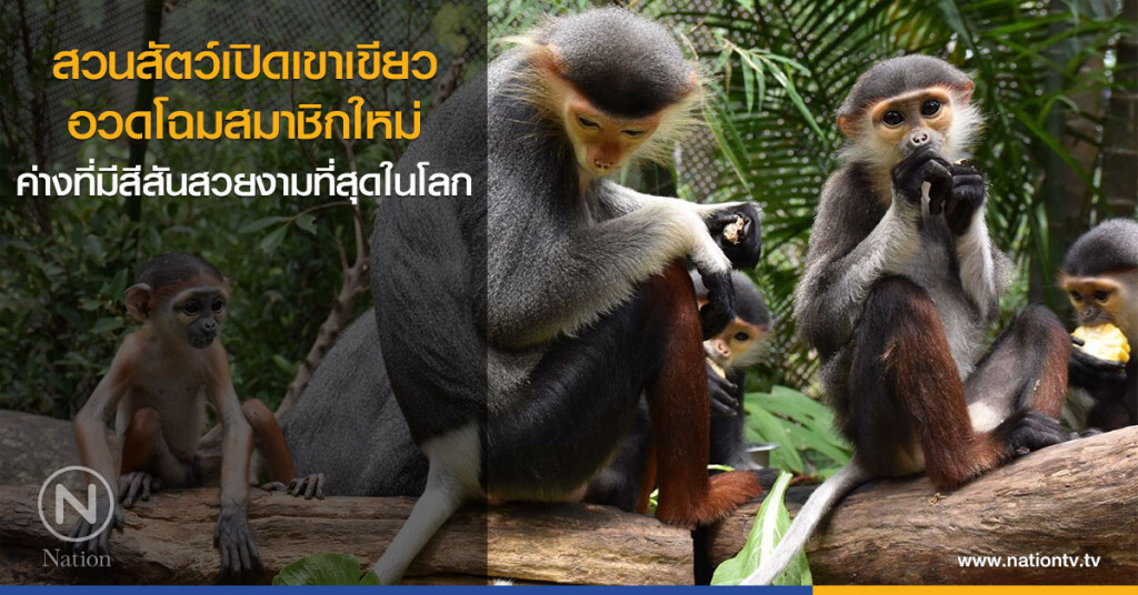 สวนสัตว์เปิดเขาเขียว อวดโฉมสมาชิกใหม่ ค่างที่มีสีสันสวยงามที่สุดในโลก สวนสัตว์เปิดเขาเขียว อวดโฉมสมาชิกใหม่ ค่างที่มีสีสันสวยงามที่สุดในโลก