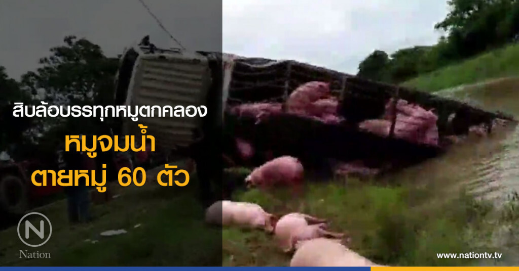 สิบล้อบรรทุกหมูตกคลอง หมูจมน้ำตายหมู่ 60 ตัว สิบล้อบรรทุกหมูตกคลอง หมูจมน้ำตายหมู่ 60 ตัว