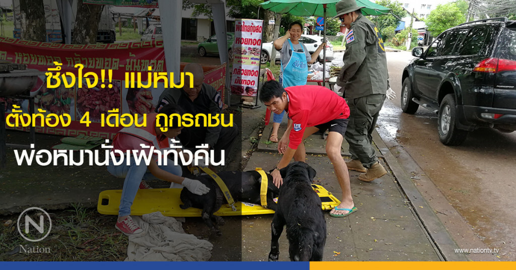 ซึ้งใจ!! แม่หมา ตั้งท้อง 4 เดือน ถูกรถชน พ่อหมานั่งเฝ้าทั้งคืน