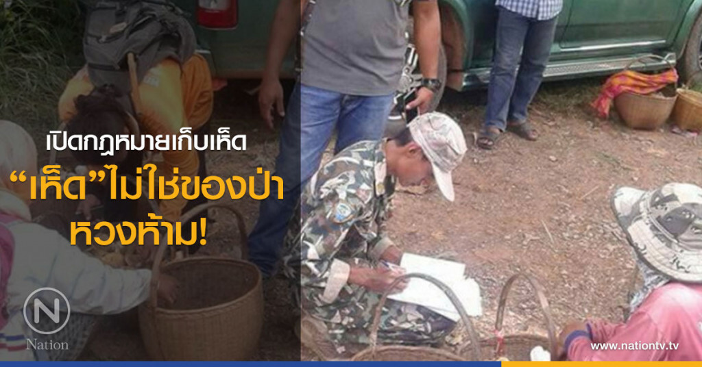 เปิดกฏหมายเก็บเห็ด
"เห็ด" ไม่ใช่ ของป่าหวงห้าม! 
และเห็ดไม่อยู่ในบัญชีพ.ร.ก.ของป่าหวงห้าม