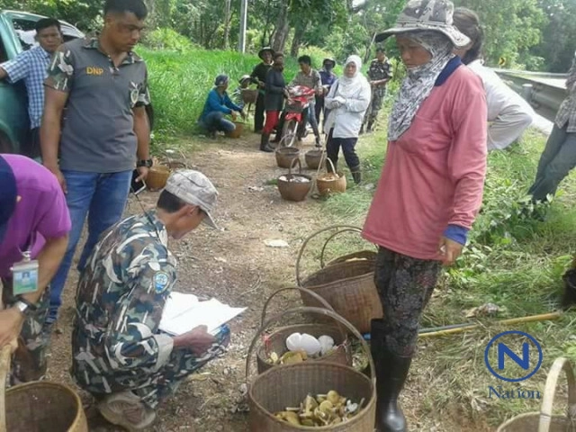 เปิดกฏหมายเก็บเห็ด
"เห็ด" ไม่ใช่ ของป่าหวงห้าม! 
และเห็ดไม่อยู่ในบัญชีพ.ร.ก.ของป่าหวงห้าม