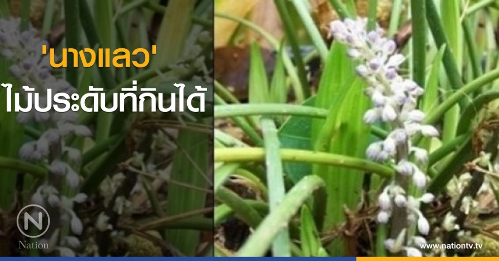 'นางแลว' ไม้ประดับที่กินได้