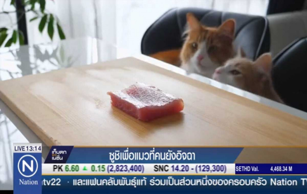ซูชิเพื่อแมวที่คนยังอิจฉา ซูชิเพื่อแมวที่คนยังอิจฉา