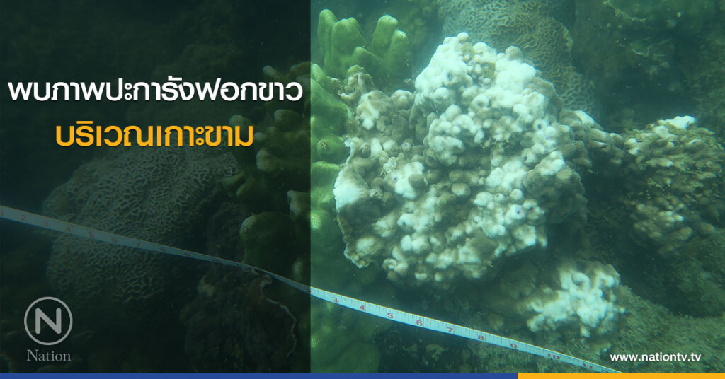 พบภาพปะการังฟอกขาวบริเวณเกาะขาม พบภาพปะการังฟอกขาวบริเวณเกาะขาม