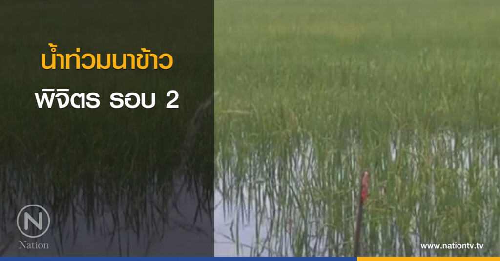 น้ำท่วมนาข้าวพิจิตร รอบ 2 น้ำท่วมนาข้าวพิจิตร รอบ 2