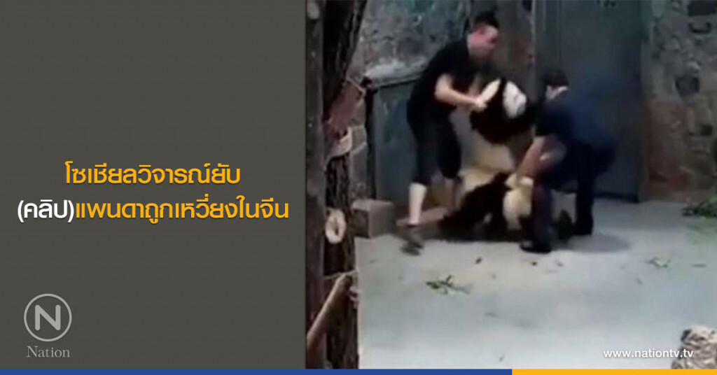 โซเชียลวิจารณ์ยับ (คลิป)แพนดาถูกเหวี่ยงในจีน