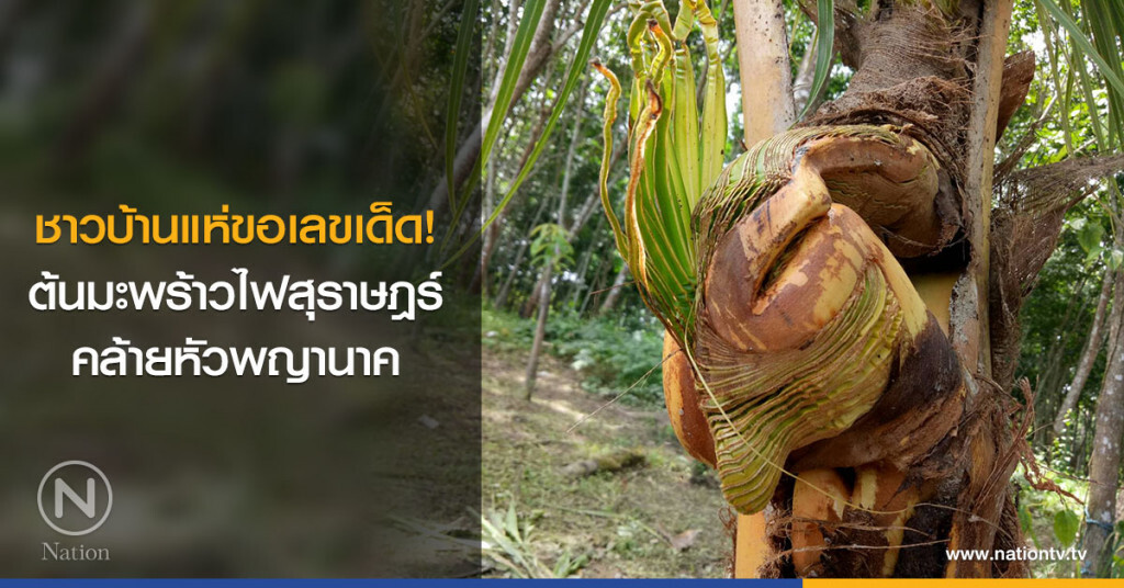 ชาวบ้านแห่ขอเลขเด็ด! ต้นมะพร้าวไฟสุราษฎร์คล้ายหัวพญานาค ชาวบ้านแห่ขอเลขเด็ด! ต้นมะพร้าวไฟสุราษฎร์คล้ายหัวพญานาค