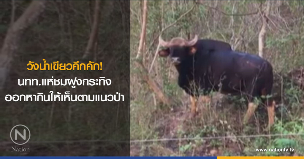 วังน้ำเขียวคึกคัก! นทท.แห่ชมฝูงกระทิงออกหากินให้เห็นตามแนวป่า วังน้ำเขียวคึกคัก! นทท.แห่ชมฝูงกระทิงออกหากินให้เห็นตามแนวป่า