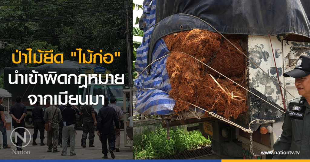 ป่าไม้ยึด "ไม้ก่อ"
นำเข้าผิดกฎหมายจากเมียนมา