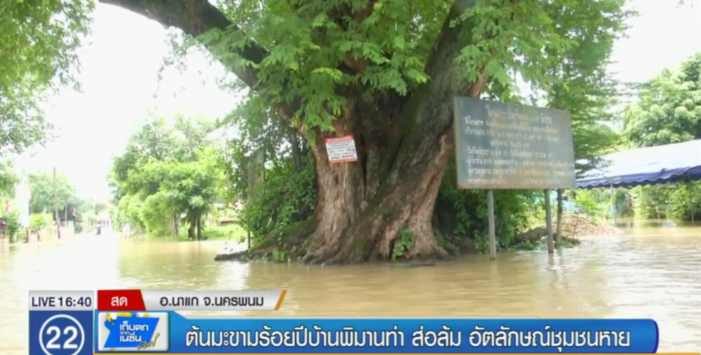 ต้นมะขามร้อยปีบ้านพิมานท่า ส่อล้ม อัตลักษณ์ชุมชนหาย ต้นมะขามร้อยปีบ้านพิมานท่า ส่อล้ม อัตลักษณ์ชุมชนหาย