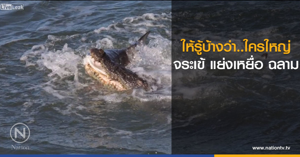 ฉลามเข้าแย่งเหยื่อจระเข้ กลับกลายเป็นเหยื่อแทน ฉลามเข้าแย่งเหยื่อจระเข้ กลับกลายเป็นเหยื่อแทน